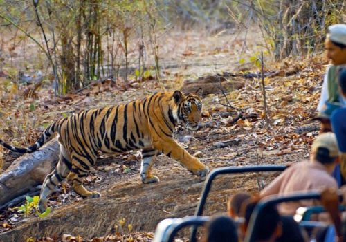 Bandhavgarh National Park, Madhya Pradesh