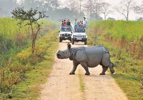 Kaziranga National Park, Assam