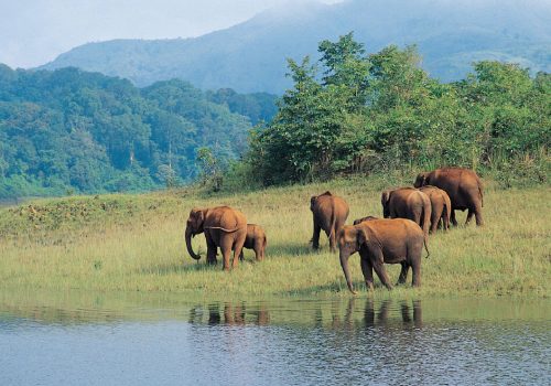 Periyar Wildlife Sanctuary, Kerala